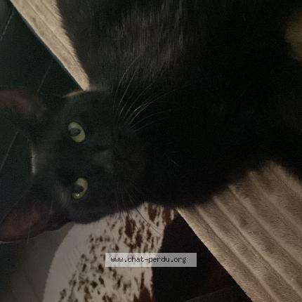 Foto 1/1 Dory Chat perdido en Huttenheim