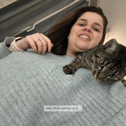 Foto 1/1 Falbala Chat perdido en Eragny sur epte