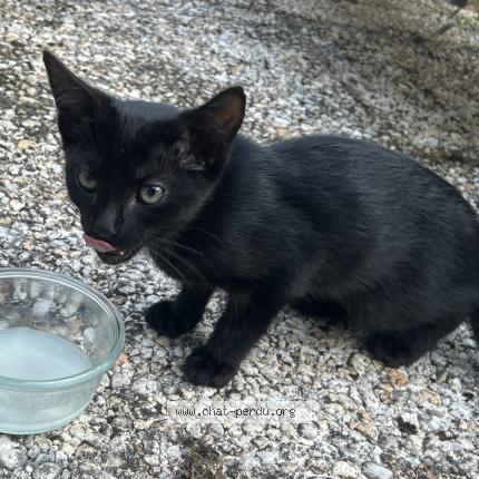 Foto 1/1 Gato encontrado Encontrado en Triel sur seine