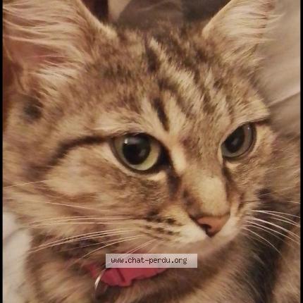 Foto 3/4 Orisia Chat perdido en La merlatiere