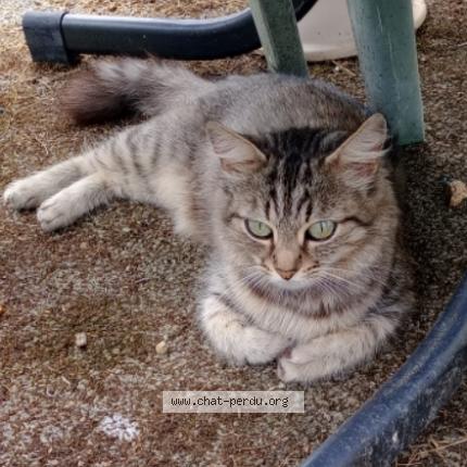 Foto 4/4 Orisia Chat perdido en La merlatiere