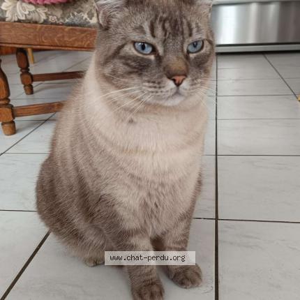 Foto 1/2 Loki Chat perdido en Noyon