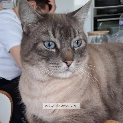 Foto 2/2 Loki Chat perdido en Noyon