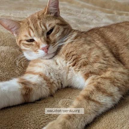 Foto 1/1 SOX Chat perdido en Caen