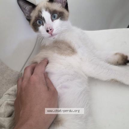 Foto 1/1 Tyto Chat perdido en Montpellier