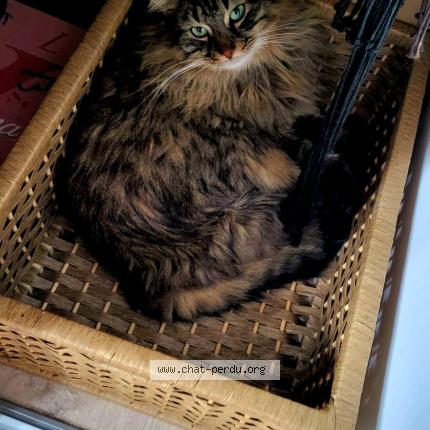 Foto 1/1 Grisouille Chat perdido en Bourg en bresse