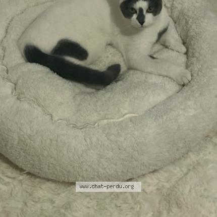 Foto 1/1 Yuki Chat perdido en Villeurbanne