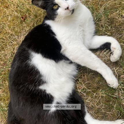 Foto 1/1 Gato encontrado Perdido en Monnaie