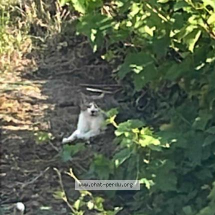 Foto 1/1 Gato encontrado Encontrado en Cigne