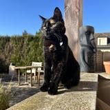 Foto del gato perdido en Eclaron