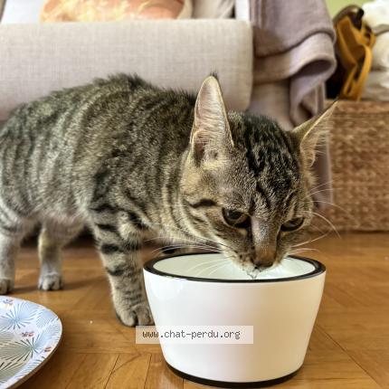 Foto 1/1 Gato encontrado Encontrado en Fontenay sous bois