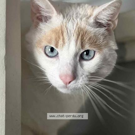 Foto 1/1 Rio Chat perdido en Le soler