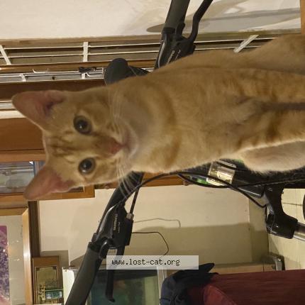 Foto 1/1 Cheetos Chat perdido en Chennai