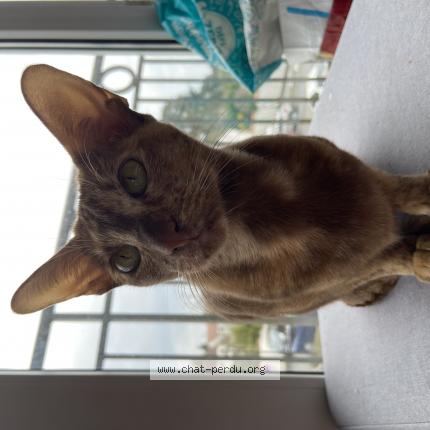 Foto 1/1 Masha s’kiss Chat perdido en Olivet