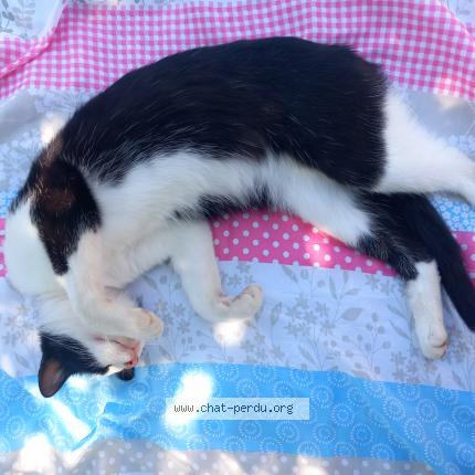 Foto 1/1 Gato encontrado Encontrado en Lux