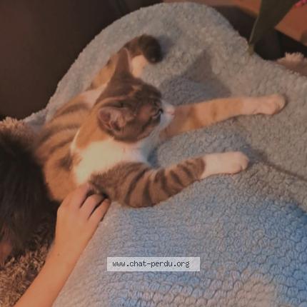 Foto 1/1 Plume Chat perdido en Villerable