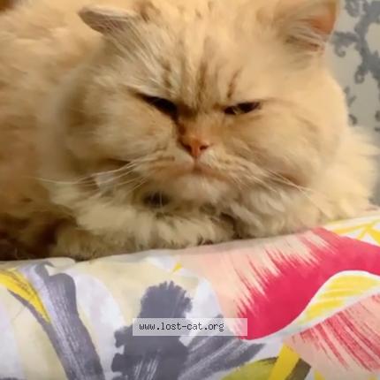 Foto 1/1 Thulla Chat perdido en Sahiwal