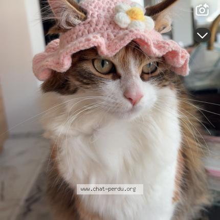 Foto 1/1 nini Chat perdido en Erquinghem lys