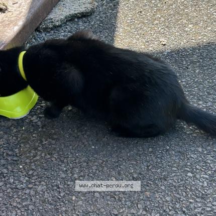 Foto 1/1 Gato encontrado Encontrado en Epinay sur seine