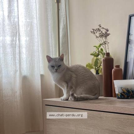 Foto 2/3 June Chat perdido en Wasquehal