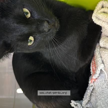 Foto 1/1 Timeo &laquo;&nbsp;Nini&nbsp;&raquo; Chat perdido en Lancon provence