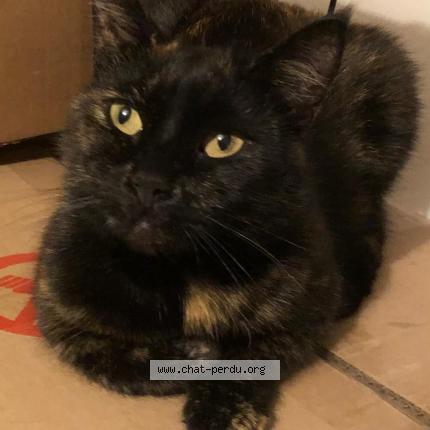 Foto 1/1 Tagada Chat perdido en Saint agnan de cernieres