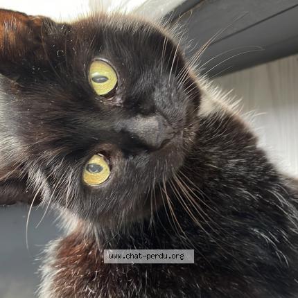 Foto 1/1 MICKEY Chat perdido en Andolsheim