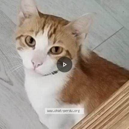 Foto 2/2 Muffin Chat perdido en Blagnac