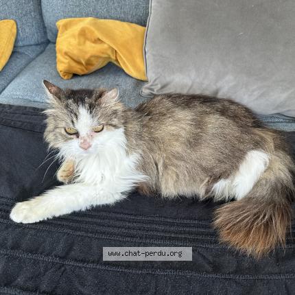 Foto 1/1 Gala Chat perdido en Lunel