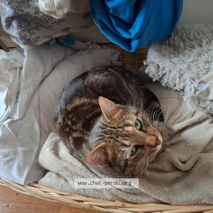 Foto 1/1 Gato encontrado Perdido en Noisy le sec