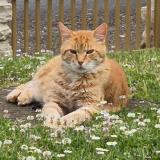 Foto del gato perdido en Rully