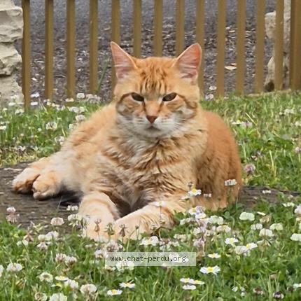 Foto 1/1 Guizmo Chat perdido en Rully