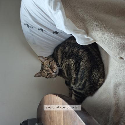 Foto 1/1 Kaky Chat perdido en Ivry sur seine