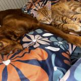 Foto del gato perdido en Dompierre Sur Yon