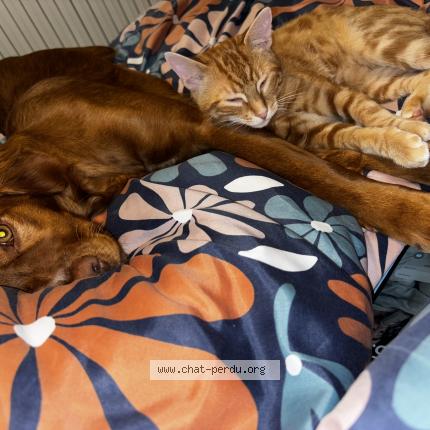 Foto 1/1 Luffy Chat perdido en Dompierre sur yon