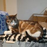 Foto del gato perdido en Orthez