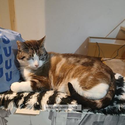 Foto 1/1 Bilou Chat perdido en Orthez