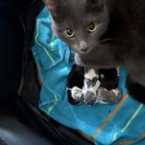 Foto del gato perdido en Quebec