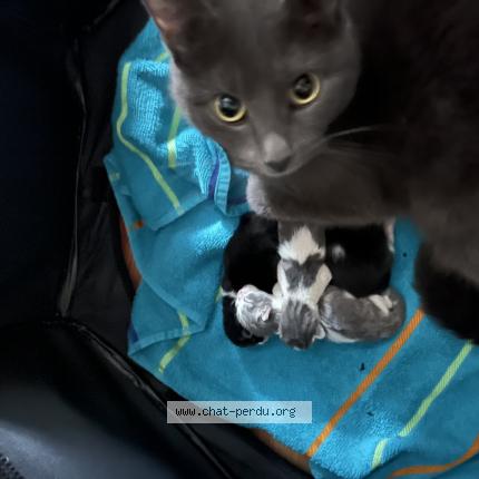 Foto 1/2 Louna Chat perdido en Quebec