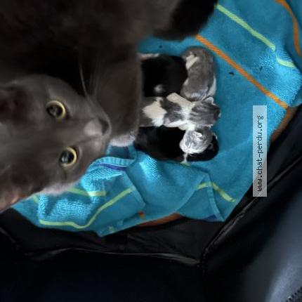 Foto 2/2 Louna Chat perdido en Quebec