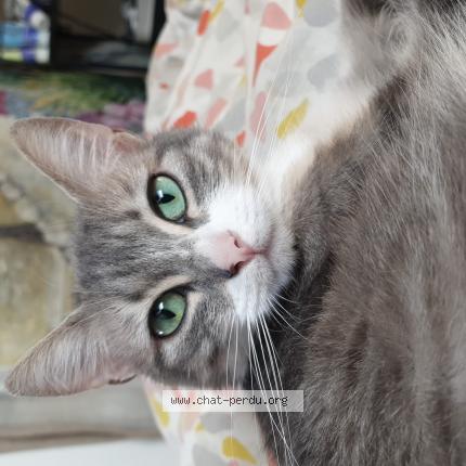 Foto 1/1 Lixy Chat perdido en Etaux