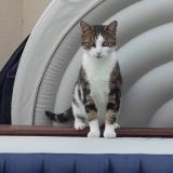 Foto del gato perdido en Joigny