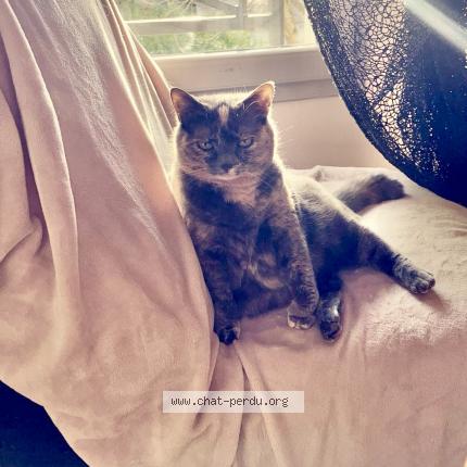 Foto 1/1 Skunky Chat perdido en Egriselle le bocage