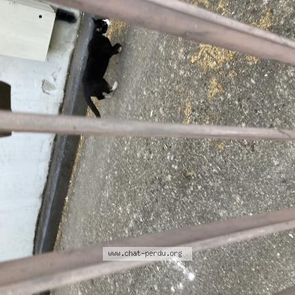 Foto 1/1 Gato encontrado Encontrado en Montreuil