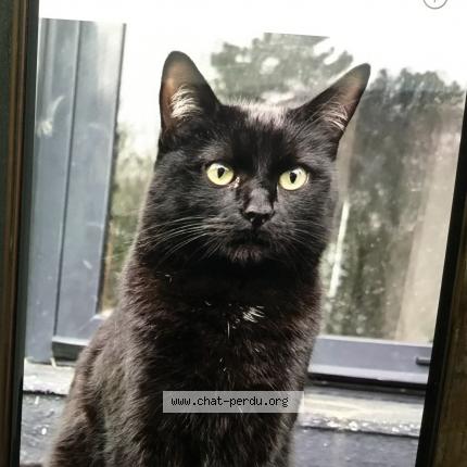 Foto 1/1 Wallou Chat perdido en Ploemeur