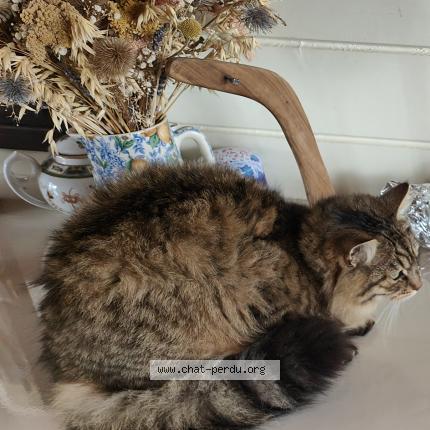 Foto 1/1 Chamalow Chat perdido en Brigne