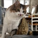 Foto del gato perdido en Saint Laurent Du Pont