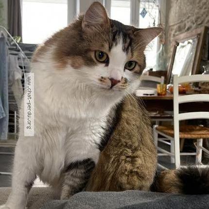 Foto 1/1 didou Chat perdido en Saint laurent du pont