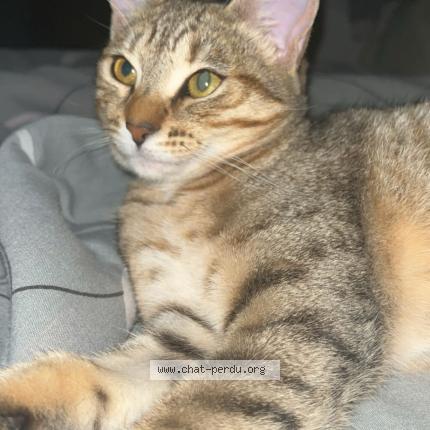 Foto 1/1 Tyra "pupuce" Chat perdido en Grigny sur rhone