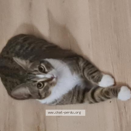 Foto 1/1 Yuna Chat perdido en Tourcoing